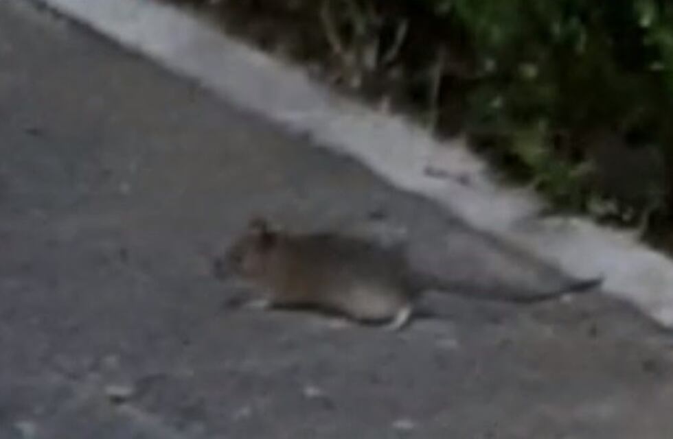 Invasión de ratas en la Plaza Sarmiento y en la zona del Acuario