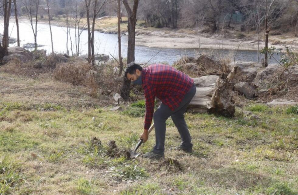 Carlos Paz: plantaron algarrobos en el Parque Estancia La Quinta