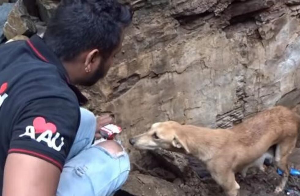 Una perra rescató a sus cachorros atrapados bajo los escombros de una casa en India