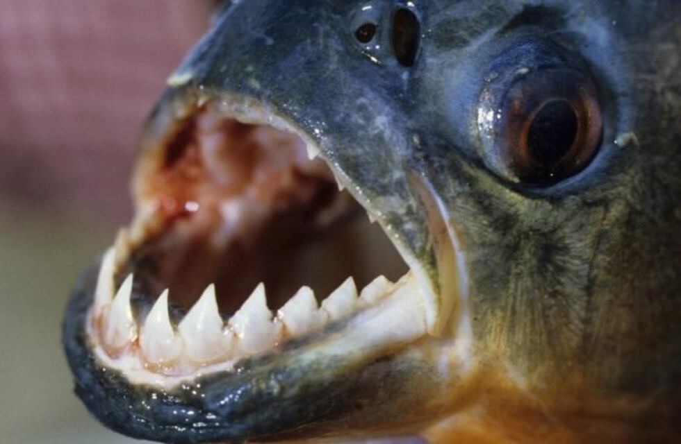 Ensenada: pescadores aseguran que hay invasión de pirañas