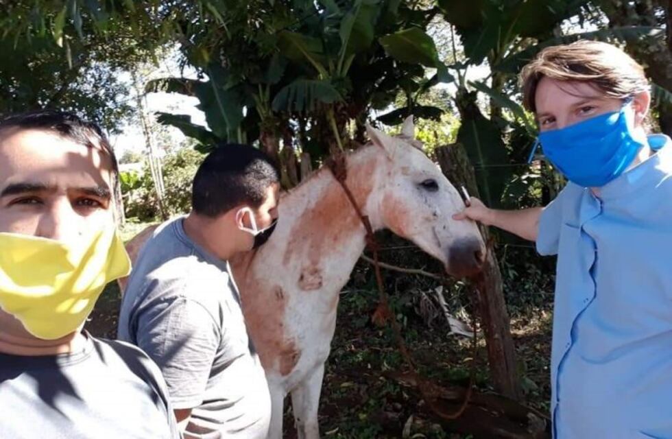 Ante el brote de rabia paresiante, la municipalidad de Eldorado vacuna animales