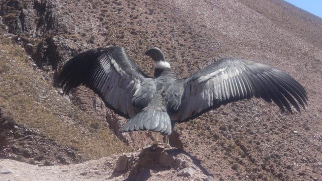 Liberación de un ejemplar de cóndor, en Jujuy