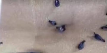 Un video viral sobre palomas succionadas en un silo generu00f3 la desmentida de una fu00e1brica santafesina.