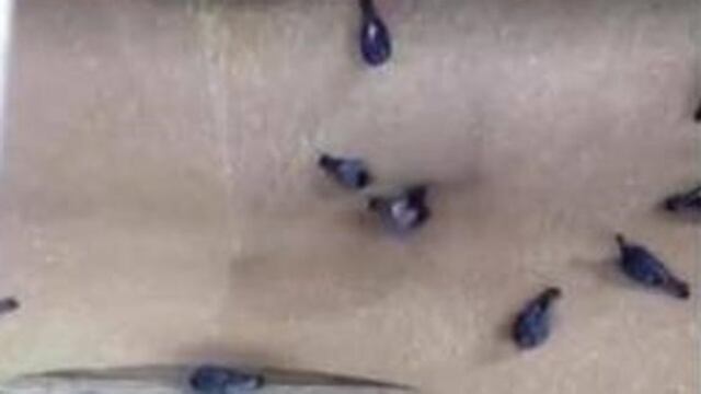Un video viral sobre palomas succionadas en un silo generu00f3 la desmentida de una fu00e1brica santafesina.
