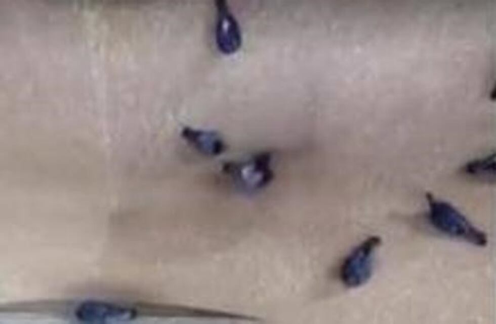 El video viral que recorre el mundo y obligó a una mítica cervecería santafesina a dar explicaciones