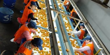 Cooperativa Citrícola de Alem