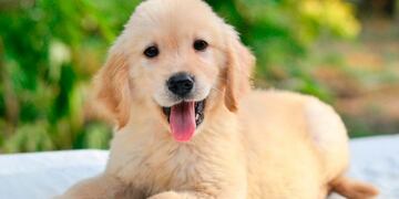 Ternura total: un cachorrito imita el cacareo de un gallo (Foto: imagen ilustrativa/web)