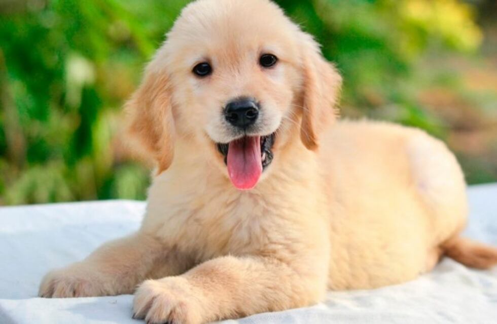 Ternura total: un cachorrito imita el cacareo de un gallo