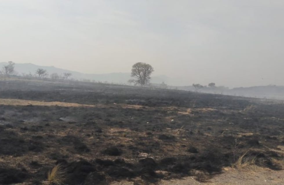 Llamado a la solidaridad: juntan donaciones para animales afectados por el paso del fuego