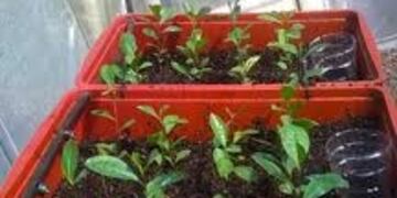 Crearon un invernáculo para Yerba Mate con el dinero del IFE