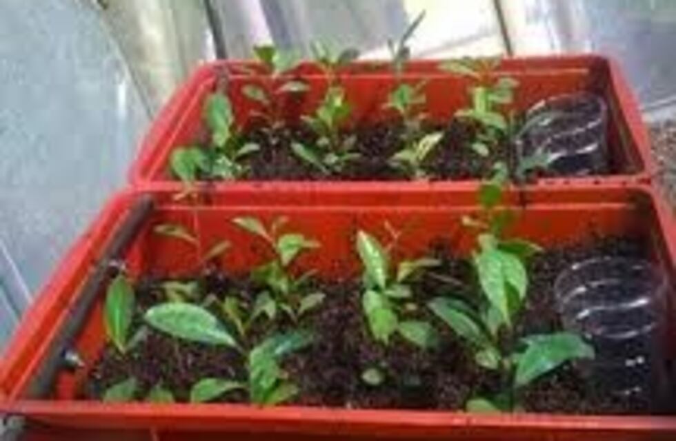 Crearon un invernáculo para Yerba Mate con el dinero del IFE