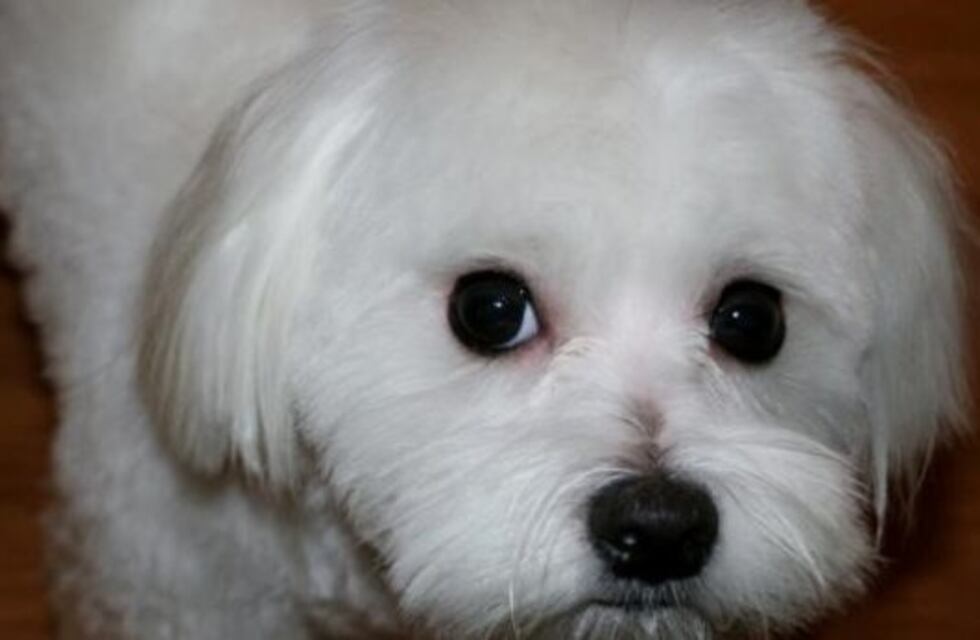 Como no encontraron nada para robar, se llevaron el perrito de la familia