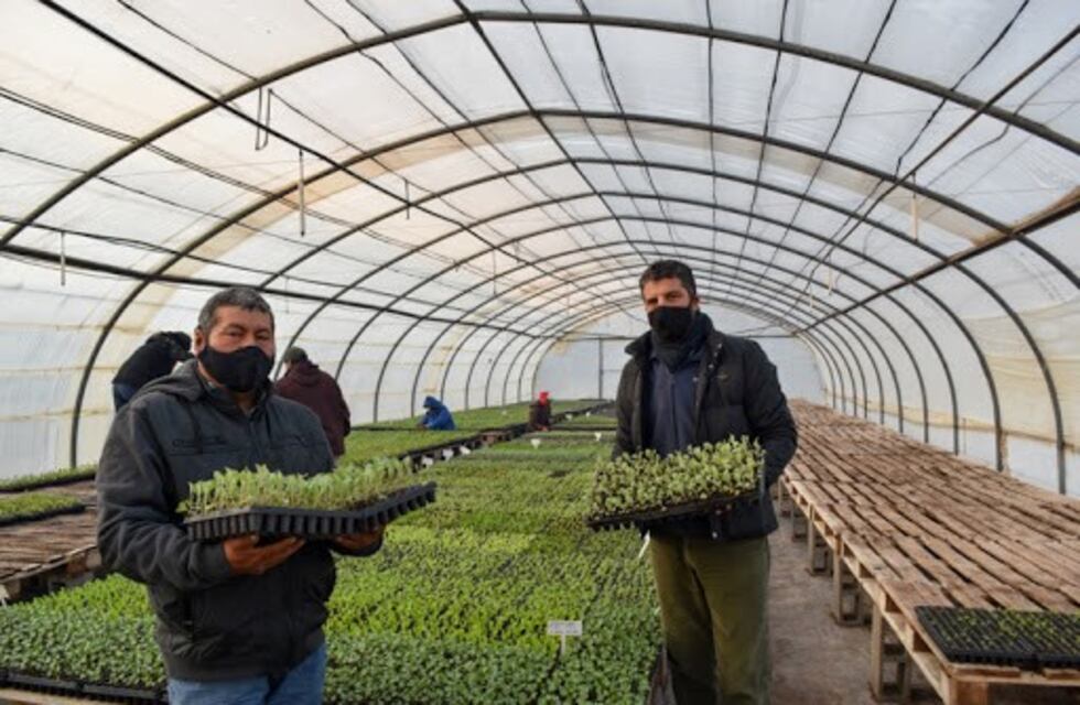 Huerta Familiar: ya se vendieron 900 bandejas hortícolas en San Luis