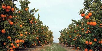 Una de las fábricas de Jugo Citric está en Chajarí