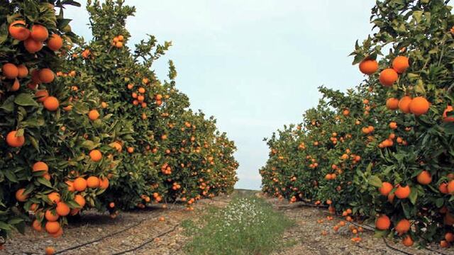 Una de las fábricas de Jugo Citric está en Chajarí
