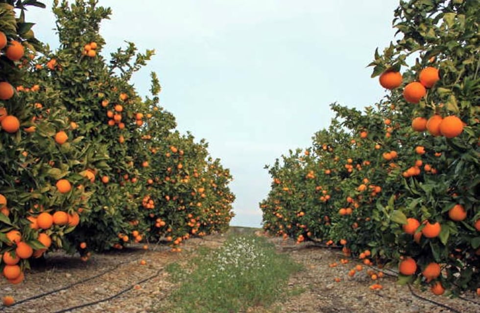 Jugo de naranja elaborado en Entre Ríos triunfa en las góndolas de China