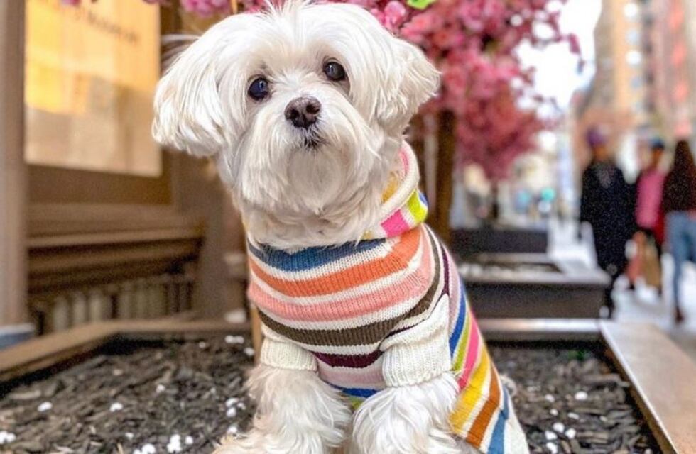 Perrito se disfrazó de "Chucky" y es un éxito en Tik Tok