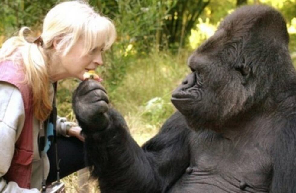 Murió Koko, la gorila capaz de "hablar" con las personas