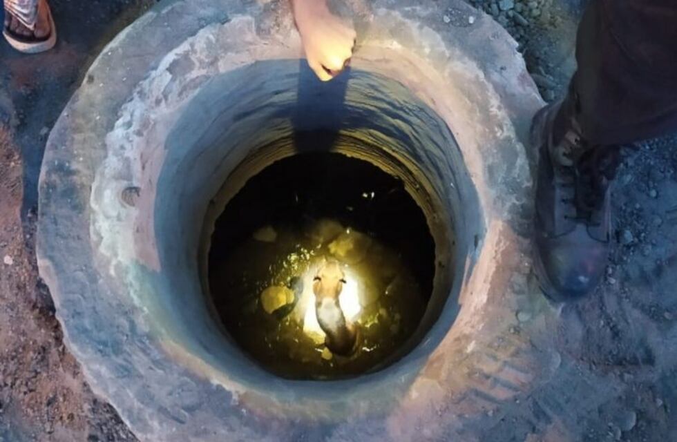 Rescataron a un perro que cayó en un pozo de 7 metros en la zona sur rosarina