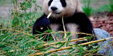 (FILES) This file photo taken on July 10, 2017 shows female giant panda Meng Meng eating some bamboo in her enclosure at the Zoologischer Garten zoo in Berlin\u002E - Berlin's Zoologischer Garten zoo said on September 2, 2019 its resident panda Meng Meng had delivered twins, as it voiced delight at the first such births in the country\u002E (Photo by TOBIAS SCHWARZ / AFP)