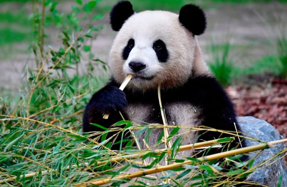 Una osa panda dio a luz a dos oseznos gemelos en el zoológico de Berlín