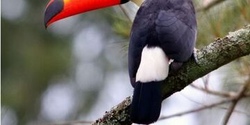 Avistan un tucán, pero descartan que fuera del Amazonas