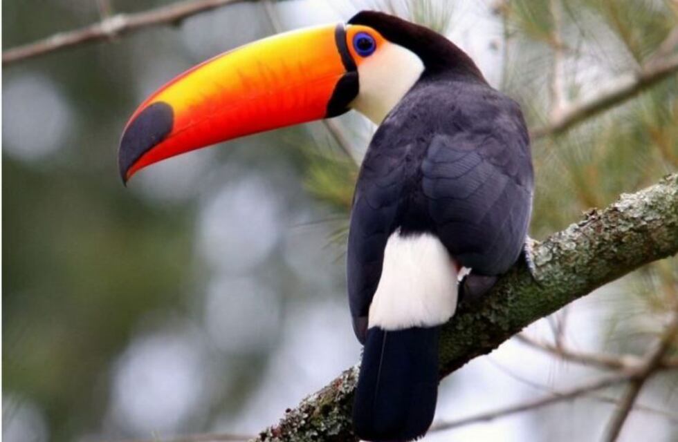 Avistan un tucán, pero descartan que fuera del Amazonas