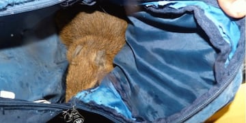 cazadores de Feliciano