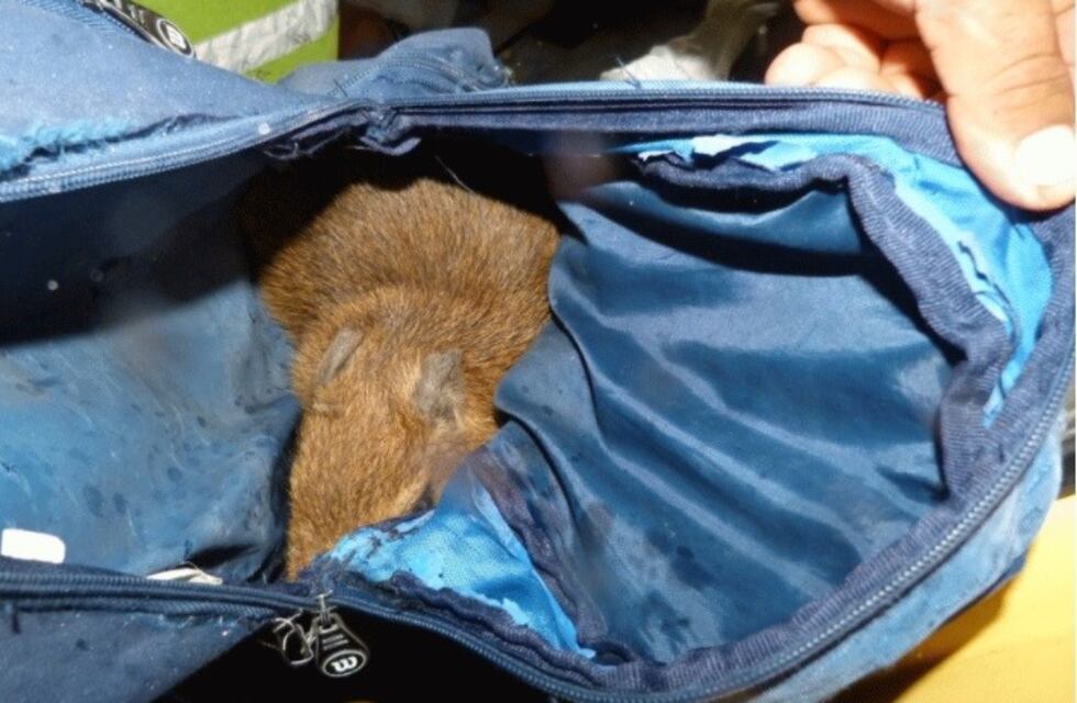 Liberaron una cría de carpincho y una de jabalí que fueron incautadas a cazadores de Feliciano