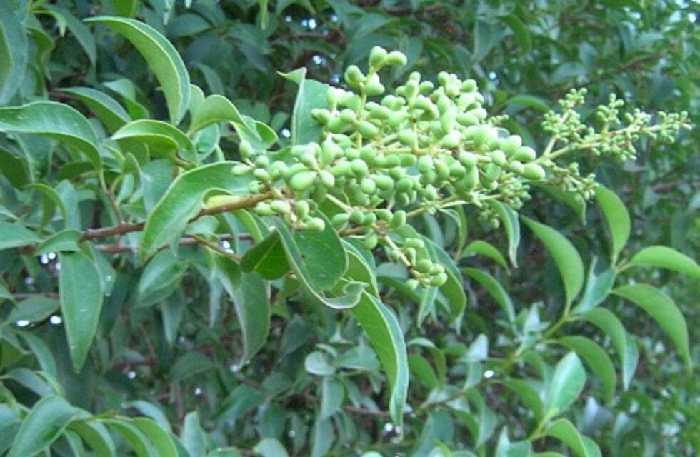 Sierras Chicas: la invasión de siempreverdes pone en riesgo las aves