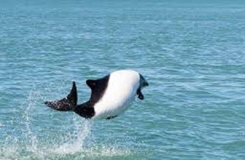 Llega la muestra itinerante Delfines y Ballenas de la Patagonia Austral