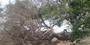 Las tipas que denuncia la Municipalidad fueron extraídas en la obra del Anillo de la Circunvalación\u002E