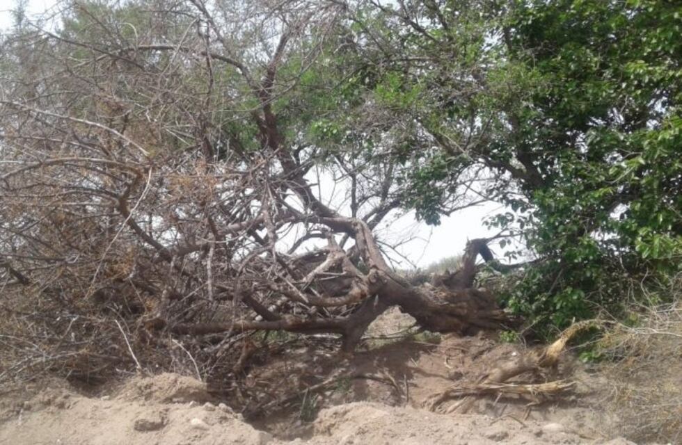 Denuncia y multa de la Muni por la extracción de unas 50 tipas de la Costanera sin autorización