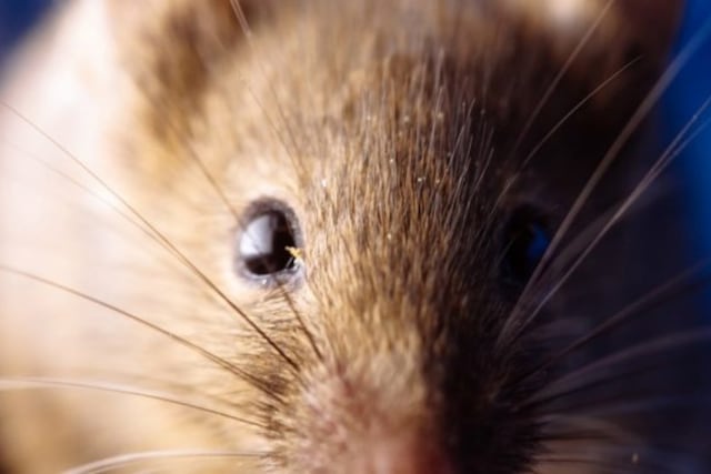 Hantavirus. Crédito: Clarín