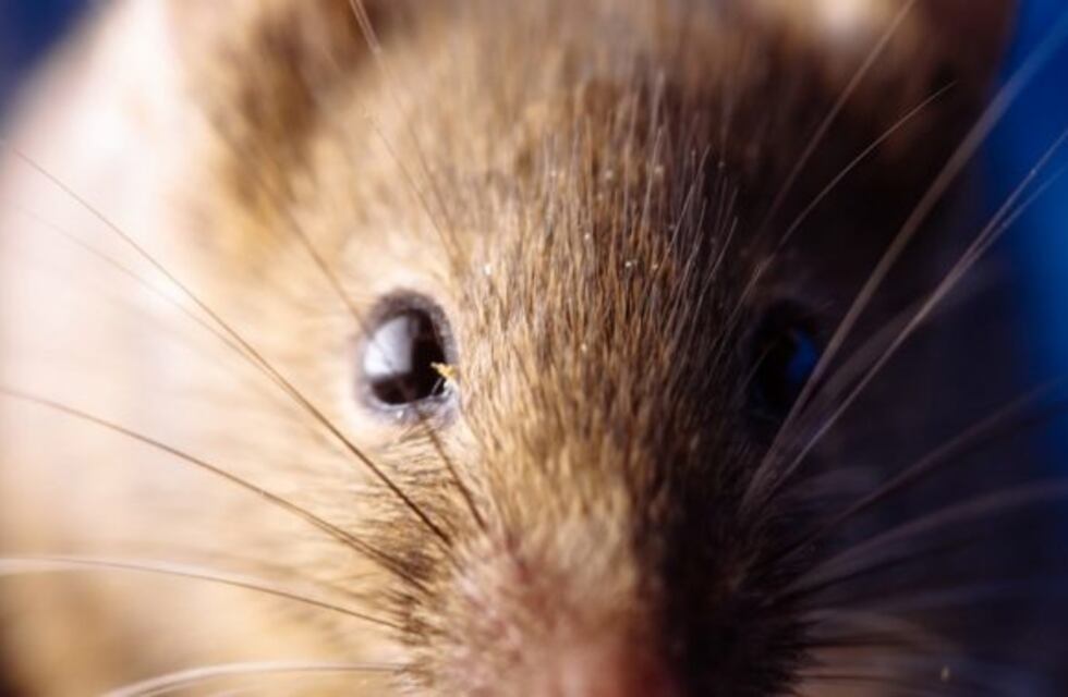 Hantavirus: se evalúan cuatro posibles casos en Gualeguaychú