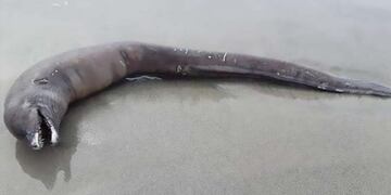 Extraña criatura hallada en México\u002E