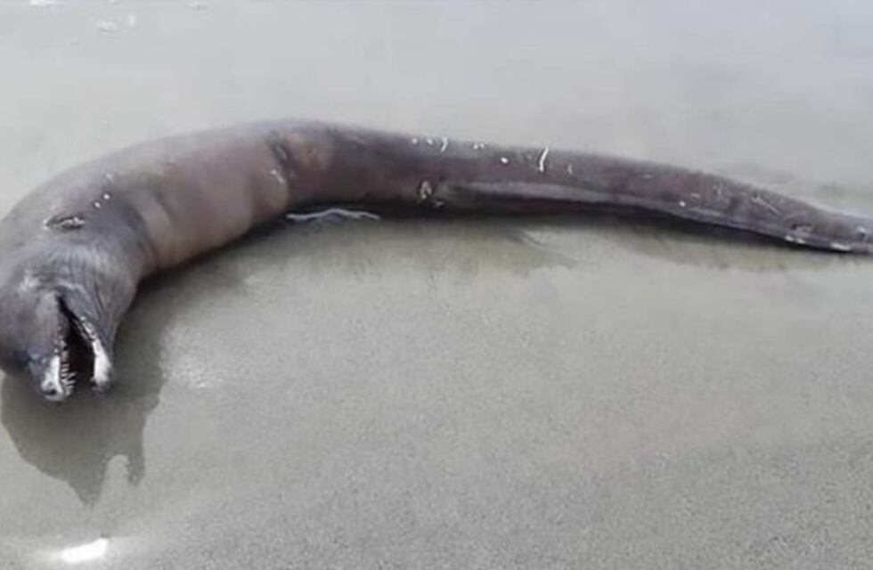 Una extraña criatura apareció en una playa de México y nadie sabe qué es