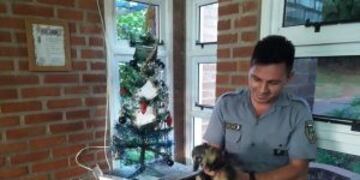 Rescataron a un Coatí en San Vicente\u002E