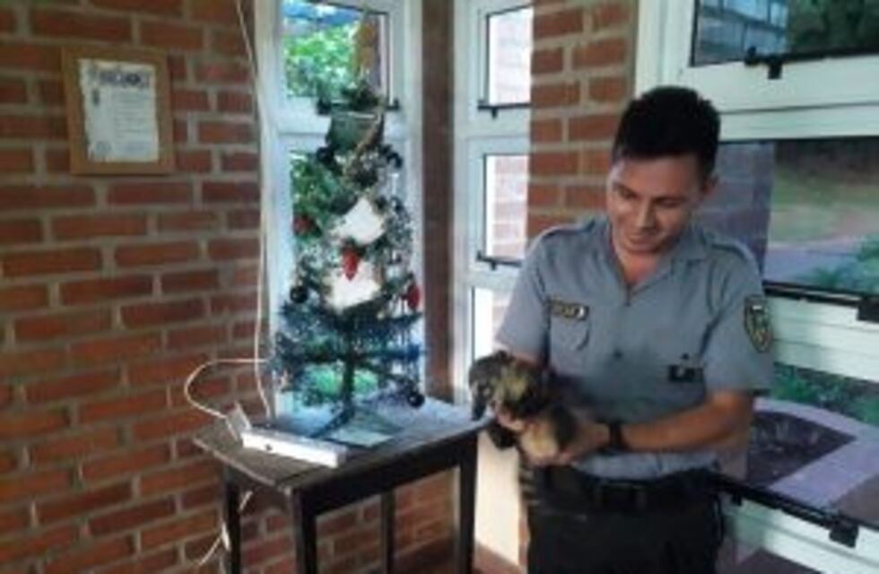 Policías de San Vicente le salvaron la vida de un coatí