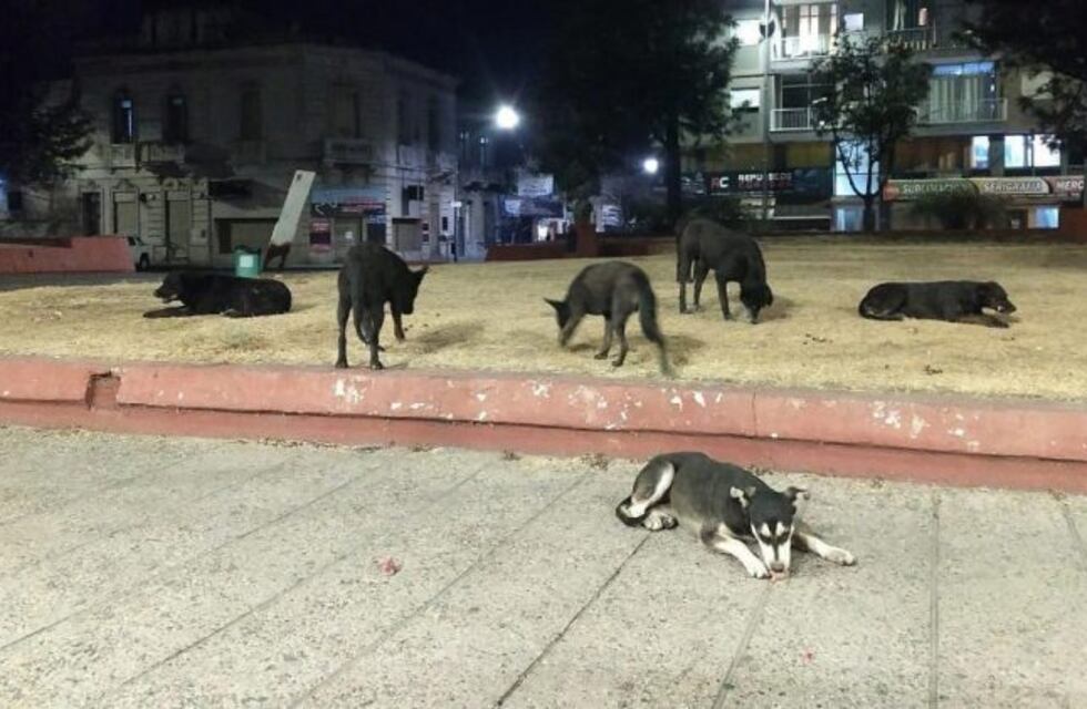 Córdoba: rescataron a los perros callejeros de La Tablada y ahora los dan en adopción