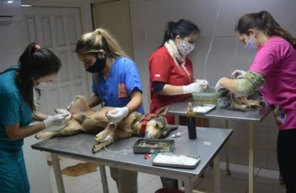 Montecarlo: se realizan operativos de vacunación y castración de mascotas