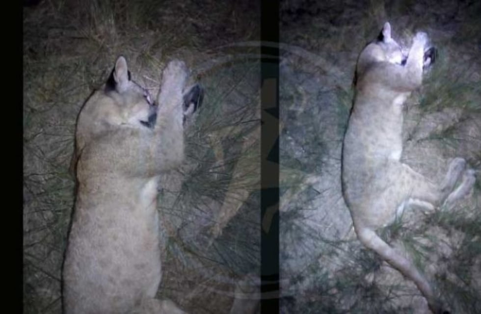 Un puma cachorro murió atropellado