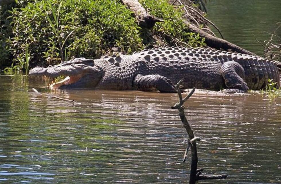 Un cocodrilo devoró a un perro delante de su dueño