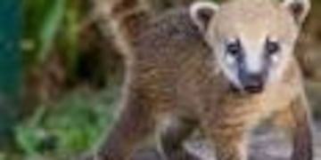 Coatí Misiones\u002E