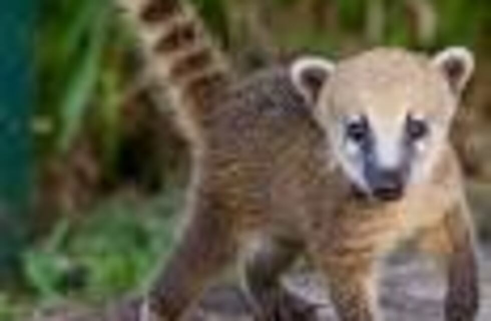 Efectivos desplegaron el rescate de un pequeño coatí