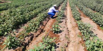 Funcionarios del gobierno y representantes de las cámaras rurales preparan un protocolo para el sector agrícola\u002E