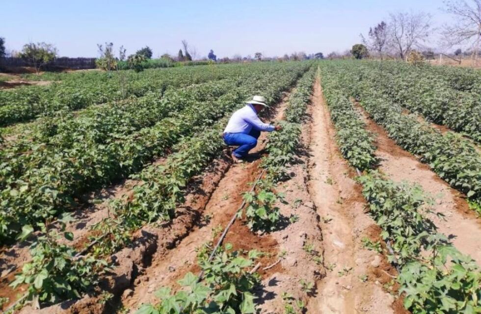 Elaboran un protocolo para el sector agrícola y rural