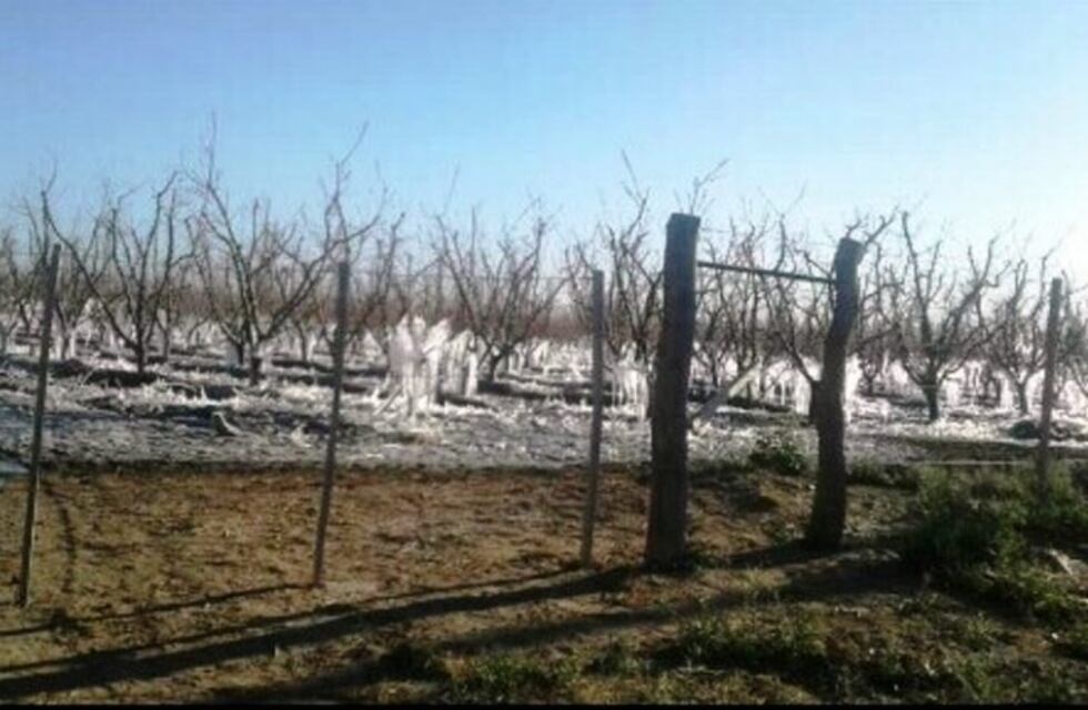 Alerta por heladas: anuncian temperaturas de hasta 4.5° bajo cero