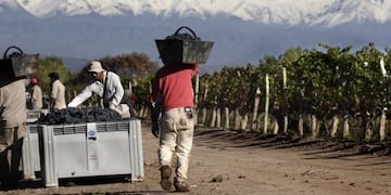 Día del trabajador vitivinícola.