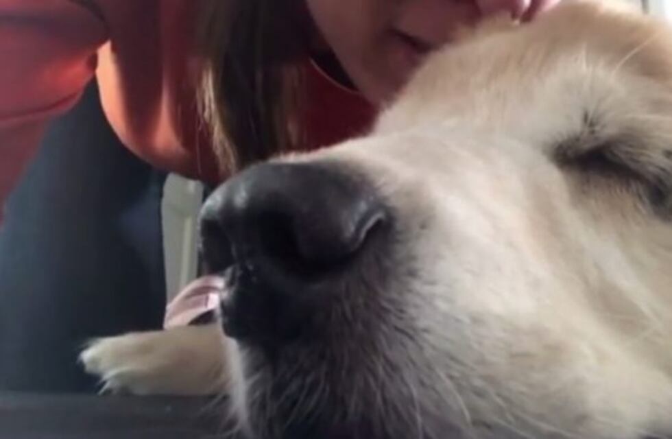 El video más triste: la humorista Valeria Schapira le canta al oído a su perro a punto de morir